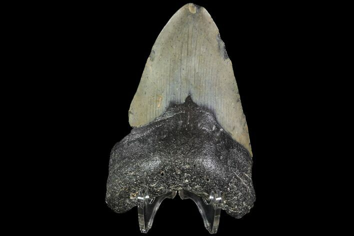 Bargain, Fossil Megalodon Tooth - North Carolina #91642